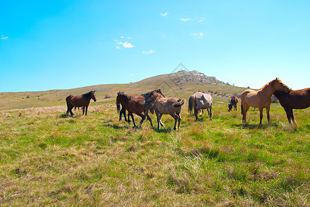 马群跑步动物哺乳动物荒野蓝色团体牧场野生动物尾巴天空图片