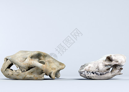 两个恐龙头骨的 3d 渲染历史骨骼展览爬虫动物食草化石骨头牙齿博物馆图片