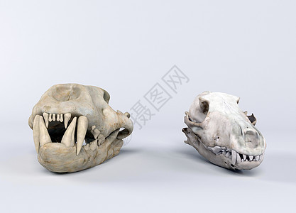 两个恐龙头骨的 3d 渲染白色骨头怪物历史古生物学剪裁展览博物馆侏罗纪捕食者图片