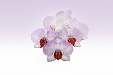 美丽的紫兰花花植物群粉色框架热带白色杂交种兰花紫色脆弱性花瓣图片