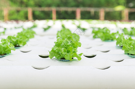 水分蔬菜种植在花园里场地场景园艺生长生产培育食物烹饪苗圃植物图片