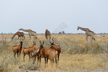 A Tsessebe (达马利克斯·卢纳图斯)图片