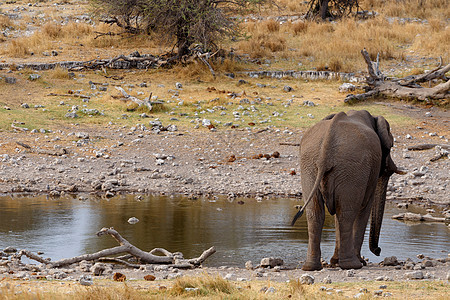 Etosha 的非洲大象图片