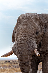 伊托沙的非洲大象动物公园獠牙国家树干哺乳动物男性耳朵水坑老人图片