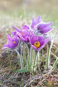 花朵生长农村草地团体药品宏观植物学紫色季节荒野图片