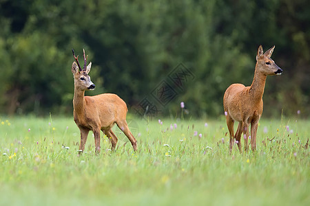 野生鹿与鹿的巴克鹿鱼子红色野生动物哺乳动物打猎森林荒野木头赛跑者空地图片
