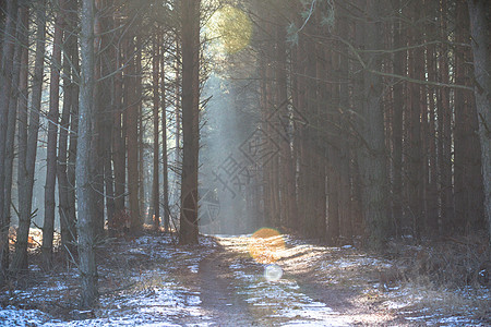 森林太阳晴天小路射线风景木头场景阳光荒野树木图片
