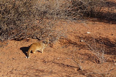 南非卡拉哈里沙漠黄芒 黄色蒙戈斯毛皮鼻子眼睛动物耳朵动物群沙漠食肉野生动物荒野图片