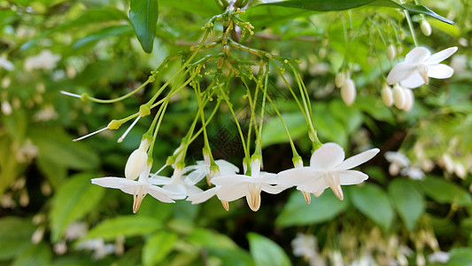 莱维娅列伊利戈萨本斯分会的分支植物群植物白色花园绿色叶子季节宏观环境热带图片