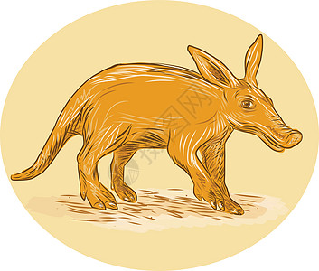 Aardvark 非洲蚂蚁熊 Drawin图片