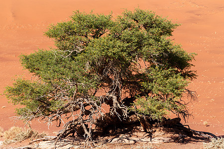 纳米布沙漠中的隐藏 Vlei旅行太阳干旱公园死亡沙丘阴影蓝色孤独沙漠图片