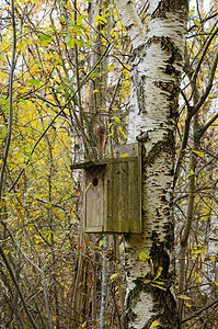 树上的鸟屋树干手工房子树叶野生动物雏鸟住房风景木头入口图片