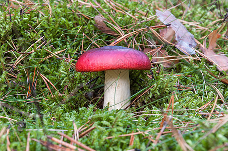 森林里的阿加丽蘑菇图片