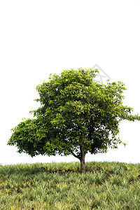 白色背景上孤立的树绿色木头树木生活叶子环境植物季节阔叶橡木图片