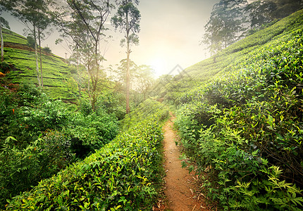 茶叶种植园的足道背景图片