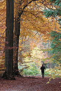 男人走路小路树干黄色树木森林乡村背景图片