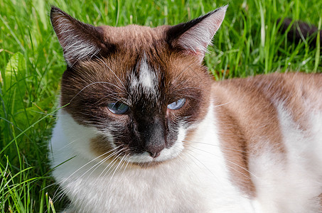 Cat 暹罗户外眼睛短发哺乳动物毛皮胡子蓝色宠物白色小猫棕色图片