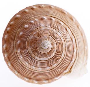 在白色背景上隔离的海蜗牛贝壳 特写海床野生动物动物海洋生物荒野珊瑚海上生活盐水骨骼热带图片