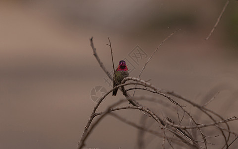 玛利亚安娜蜂鸟花园花粉红色鸟类动物男性野生动物观鸟翅膀羽毛图片