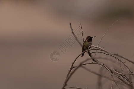 玛利亚安娜蜂鸟红色花粉花园野生动物翅膀鸟类男性观鸟动物羽毛图片