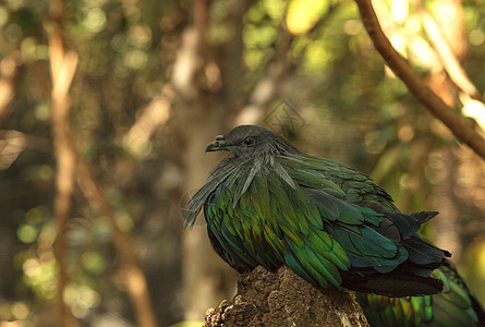 尼科巴尔鸽子 卡洛纳斯尼科巴里卡 鸟野性野生动物黑色森林旅行自由木头公园绿色蓝色图片