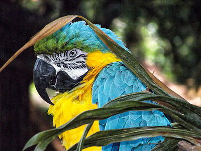 阿拉鹦鹉野生动物蓝色生物鸟类主色荒野大道植物概念图片
