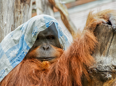 布包裹猩猩未驯化的动物动物园高清图片