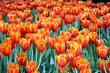 花园中的红郁金花橙子公园红色郁金香图片