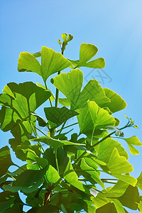 Ginkgo 的叶子图片