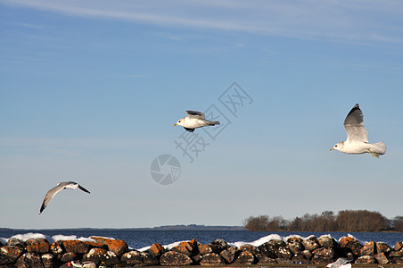 海鸥飞翔羽毛土地海岸线海浪波纹航班天空速度野生动物海岸图片