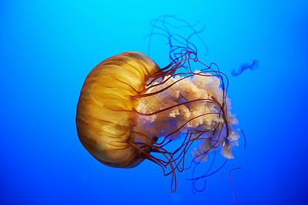 橘子水母动物生活海洋热带生物橙子危险蓝色荨麻褐藻图片