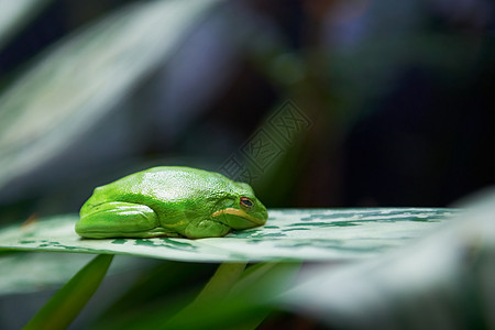 绿树青蛙野生动物眼睛动物群荒野热带植物蟾蜍叶子雨林宏观图片