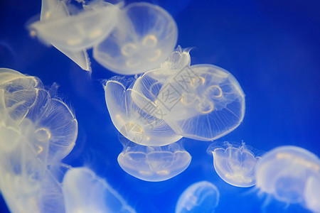白色水母或月亮果冻生物热带生活异国危险海洋野生动物辉光水族馆情调图片