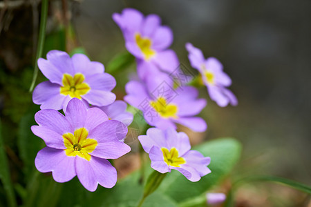 春花粉红花宏观荒野花束植物季节花园场地森林公园阳光图片