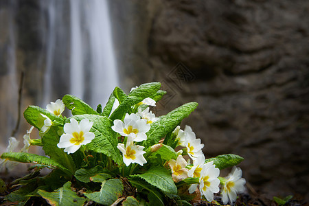 春黄花植物荒野森林叶子园林石头风景旅行旅游园艺图片