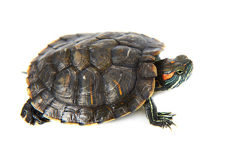 红耳乌龟爬虫宠物剧本陆龟生物工作室甲壳荒野野生动物两栖动物图片