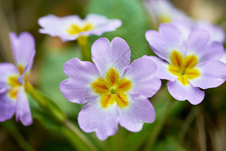 春花粉红花花瓣植物群季节花束场地叶子公园太阳阳光森林图片