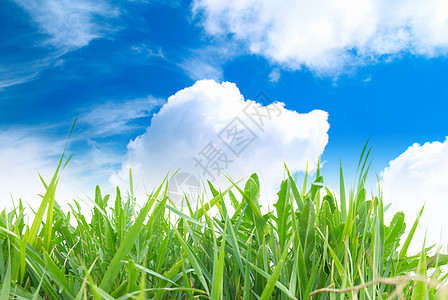 绿草 天空多云场景阳光环境草地土地农业农场季节远景草原图片