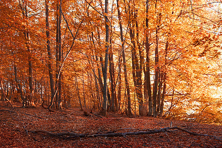 秋季森林橙子公园阳光叶子分支机构季节金子环境木头植物群图片