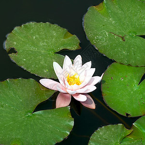 水百里水池叶子公园植物学花瓣异国植物群情调反射季节图片