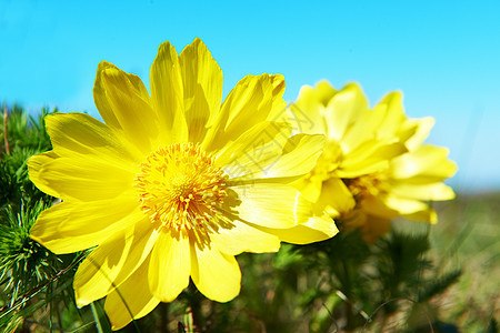 黄花叶子场地太阳雏菊花束阳光晴天植物环境国家图片