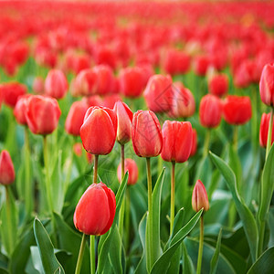美丽的红色郁金香田团体花瓣植物学叶子植物农场草地生长文化季节图片