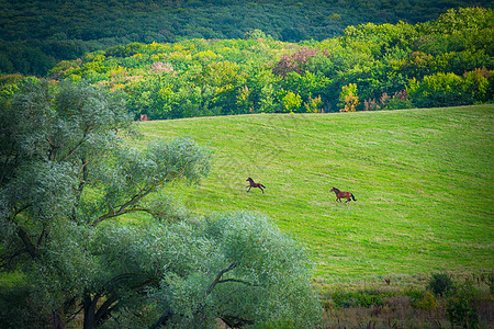 两匹马骑在绿草地上远景晴天木头植物牧场跑步国家农场太阳土地图片