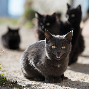 一群猫猫动物虎斑黑色灰色绿色胡须短发黄色流浪猫咪图片