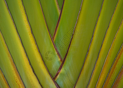 棕榈树棕榈植物树干绿色日光图片