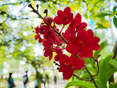 红色兰花 关注鲜花 自然背景摘要植物绿色公园叶子图片