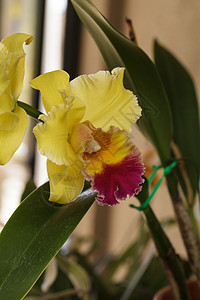 牛果兰花花黄色鲜花公园兰花绿色粉色活力橙子白色紫色图片