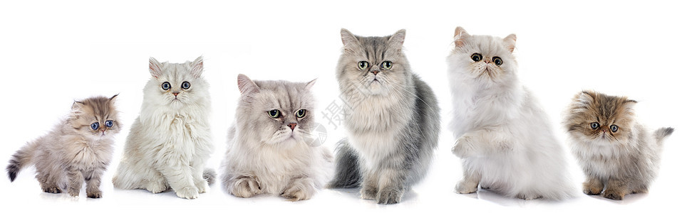 家庭百塞人猫背景图片