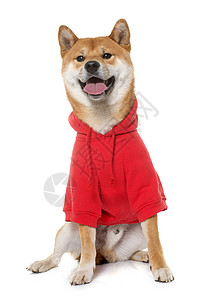 衣着齐巴伊奴外套工作室宠物小狗动物兜帽红色男性棕色奇装异服图片