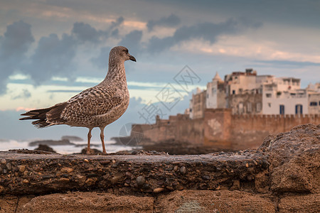 Seagull和Essaouira 摩洛哥图片